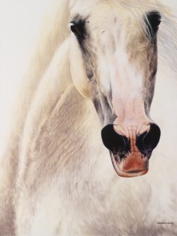 contemporary horse equestrian art print by Calgary Artist Shannon Lawlor